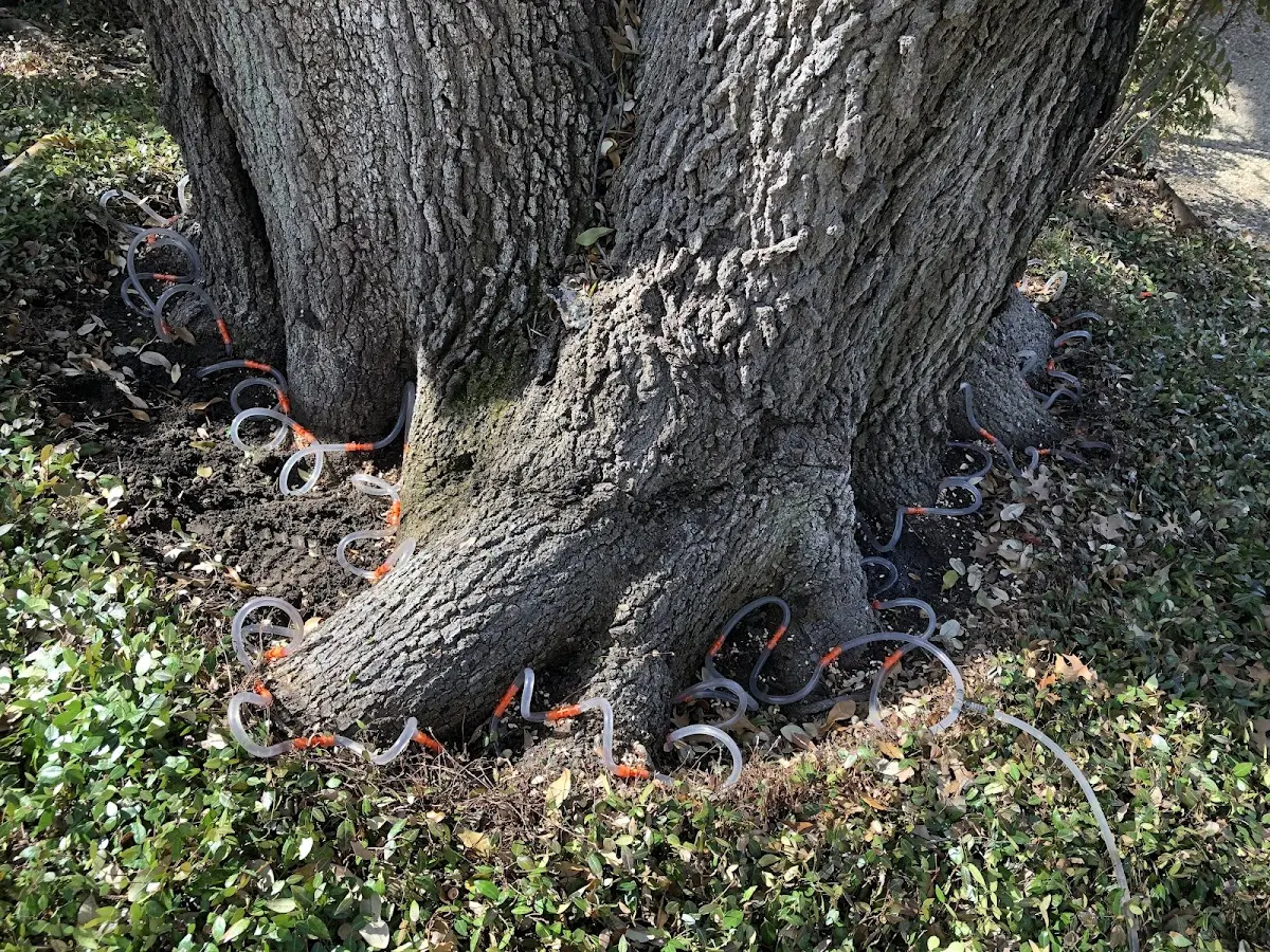 Detailed Tree Cabling and Bracing job site in Bethel