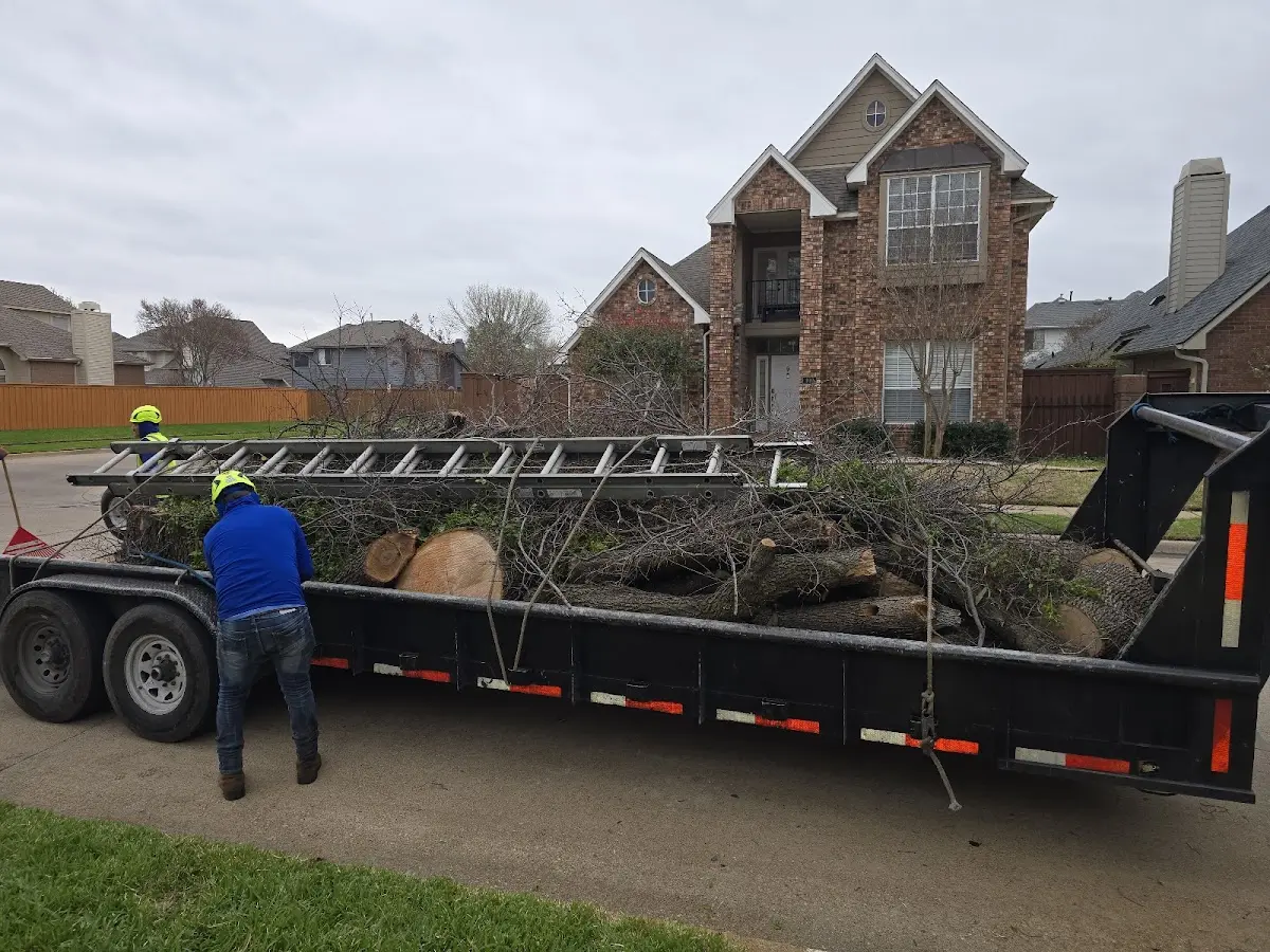 Expert Tree Fertilization with proper safety equipment in Bethel